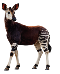 Mayala Capital Okapi